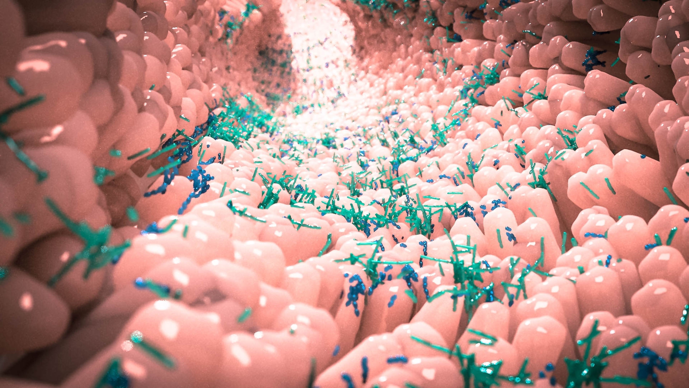 The Role of the Microbiome in Immunity